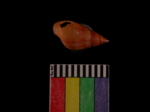 L_V22d5930 A1q1046.4 T924 dM sh f113.JPG.jpg L_V22d5930 A1q1046.4 T924 dM sh f113.JPG